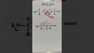 Peptide bond peptides peptide aminoacidmetabolism proteinmetabolism biochemistry shortsvideo [upl. by Kareem]