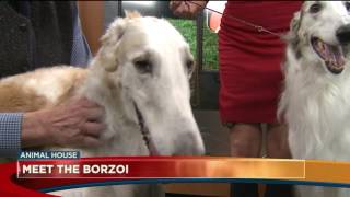 Meet the Borzoi [upl. by Aiuqal]