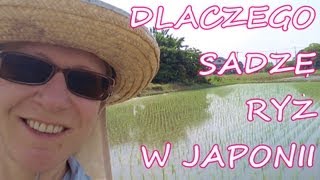 Dlaczego Polka sadzi ryż w JaponiiJaponiaTokioCud Okinawa [upl. by Agarhs]