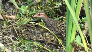 Buffbanded Rail 27 [upl. by Knick]