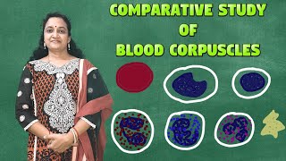 Blood CorpusclesTypes Of Blood CellsHaematologyErythropoiesisLeucocytesThrombocytes [upl. by Anivlem]