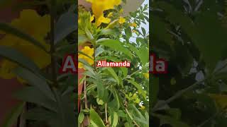 Allamanda flower  Almanda almanda flowers alamanda plants [upl. by Alegna]