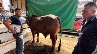 😳Mira el precio de estos toros Brahman rojo en la feria de santa Ana [upl. by Huntington29]