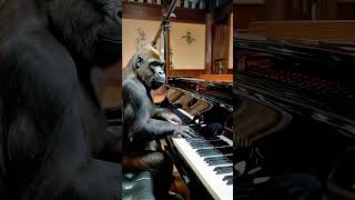 Gorilla playing pianomonkey funny animals gorilla memes nature ai orangutan shorts [upl. by Oruhtra]