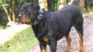 Rottweiler big dog Rottie Vicious Rott Presented by Mary the Supergranny [upl. by Zinn35]