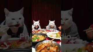 cat reunion cat kucingorenbarbar catlover catlovers cats catvideos catshorts kucing [upl. by Massimiliano313]