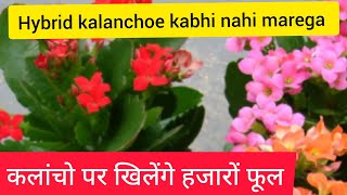 get enormous flowering in kalanchoe all about kalanchoe  how to grow and care kalanchoe [upl. by Ybbed362]