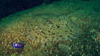 Thornback ray Raja clavata Black sea  Морская лисица [upl. by Norred]