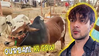 Qurbani Ke Liye Cow Le Li ❤️  Mandi Ka Khoobsurat Janwar 😍 [upl. by Llehsad]