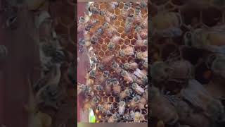 Apis Mellifera Italian beesCan you identify the Queen bee 👑 🐝 honey bee ambadibeefarm [upl. by Cyndia]