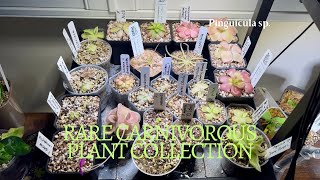 My Carnivorous Pinguicula Collection  Rare Indoor Houseplant Tour [upl. by Shalne]