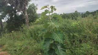 Agriculture land sale near Gudiyatham vellore district [upl. by Eanyl]