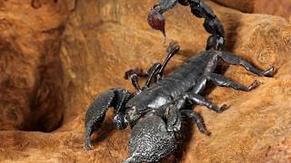 Creature Compare  Episode 6  Emperor Scorpion vs Chilean Rose Hair Tarantula [upl. by Akimyt]