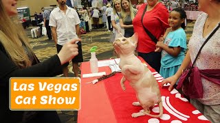 Hairless cat cute  Las Vegas Cat Show [upl. by Ateuqahs]