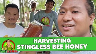 Harvesting Stingless Bee Honey  The Agrillenial [upl. by Ecirted]