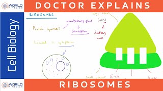 Ribosome Structure and Function  Cell Biology [upl. by Ellyn]