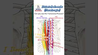 Back musclesIntrinsicThoracic anatomy bones drawing illustration art muscles back [upl. by Hasan400]