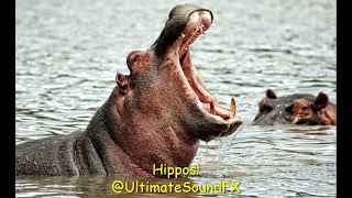 Hippo Sound Effects  Hippopotamus Sounds and Noises Zoo animal Sounds [upl. by Jeminah]