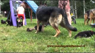 2013 07 27  Les chiots berger allemand a Harley et Lady Réunis [upl. by Hestia493]