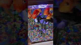 Golden fish aquarium tankgoldenfish fish aquarium tank youtubeshorts tranding viralvideoshorts [upl. by Standish837]