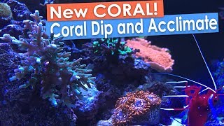 New Coral Frags Coral RX Dip and Coral Acclimation [upl. by Anivid]