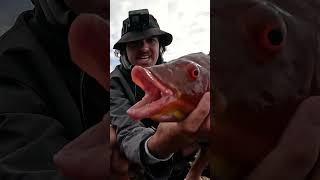 Monster Pigfish Rock Fishing [upl. by Iover]