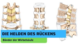 Bänder der Wirbelsäule  Rücken Basics [upl. by Keviv273]