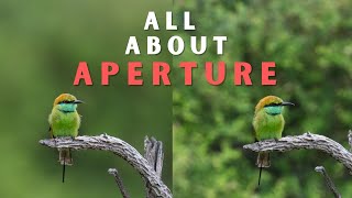 Understanding APERTURE amp DEPTH OF FIELD with EXAMPLES  Getting more Bokeh  F Stops explained [upl. by Zulema]