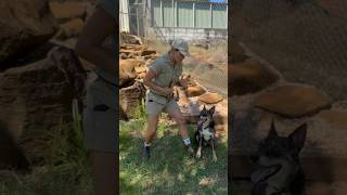 Dingoes vs dogs Part 2 australia animals dingo [upl. by Ettenad83]