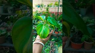 Philodendron brasil plant easy propagation with zero cost trending propagation shorts [upl. by Titus]