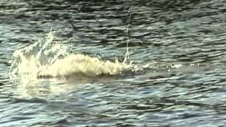 Greatest Muskie Video Ever quotClose Encounters of the Right Kindquot [upl. by Kendre]