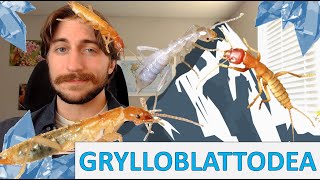 Grylloblattodea Ice Crawlers  Order Spotlight [upl. by Madonna]