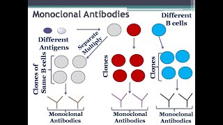 Monoclonal Antibodies Definition and Types [upl. by Aihtnyc]