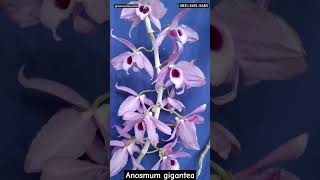 Anosmum gigantea super wangi [upl. by Arraeis425]