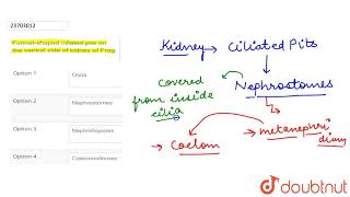 Funnelshaped ciliated pits on the ventral side of kidney of Frog [upl. by Etteniuq667]