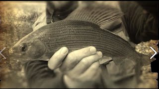 How to fly fish for Big Grayling  The River Avon Chalk Stream [upl. by Harli30]