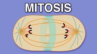 MITOSIS CYTOKINESIS AND THE CELL CYCLE [upl. by Batista649]