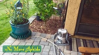 How To Stop Aphids from Taking Over your Milkweed Plants [upl. by Pantin821]