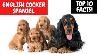 ENGLISH COCKER SPANIEL  Top 10 FACTS [upl. by Lynd61]