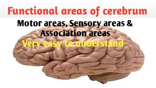 Functional areas of cerebrum  motor areas  sensory areas  association areas  jibi sebastian [upl. by Eicnahc]