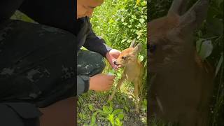 A Man saved baby deer 😍 shorts [upl. by Nagy]