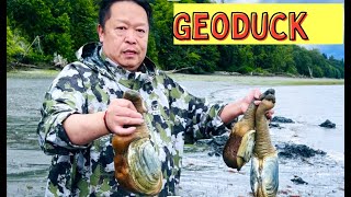 Digging Geoducks in Washington [upl. by Frederiksen202]