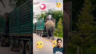 Reaction short video 😱 o bhai hathi chala talk mein🌝shorts 😱😱 [upl. by Eizzil]