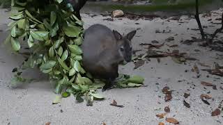 Rednecked Wallaby  Night Safari Singapore [upl. by Willette]