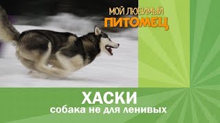 Хаски Воспитание уход интересные факты [upl. by Atiken]