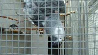 Graupapagei Tierheim Berlin  Gray Parrot 1 [upl. by Einolem]