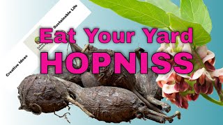 Eat Your Yard  Hopniss Grow and Eat Apios Americana aka Groundnuts [upl. by Nitaf429]