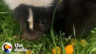 Orphaned Skunk Follows Woman Home  The Dodo [upl. by Ashok791]