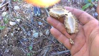 Hunting black morels in British Columbia on our homestead [upl. by Labannah]