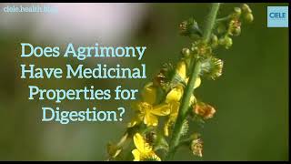 Does Agrimony Have Medicinal Properties for Digestion [upl. by Aynek]